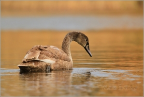 <p>Labuť velká (Cygnus olor) –--- /Mute schwan – Höckerschwan/</p>